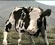 Funny Kung Fu Cow Animation